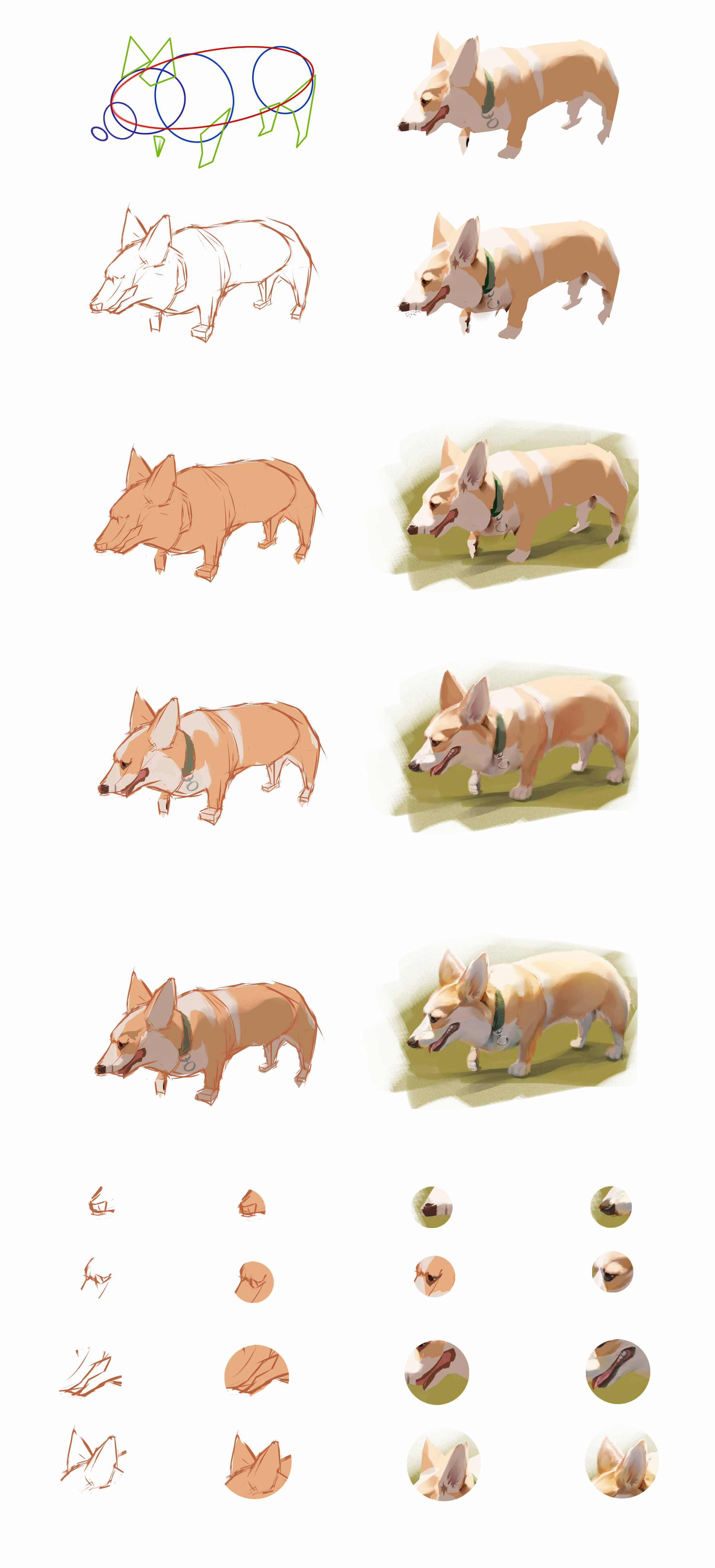 steps to draw a realistic dog